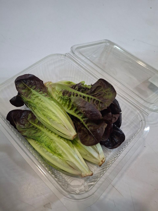 سبزی کاهو رومی (Romaine Lettuce)