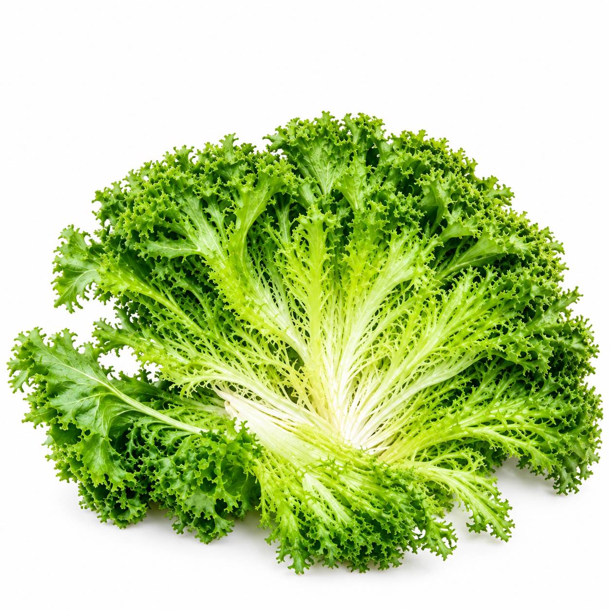کاهو فرنگی یا کاهوی برگ‌فر (Frisee / Curly Endive)