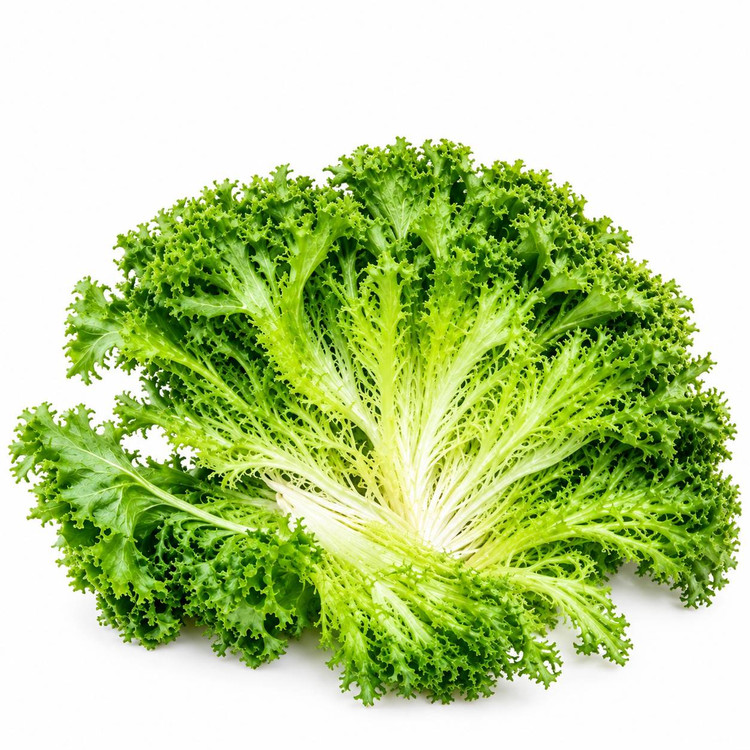 کاهو فرنگی یا کاهوی برگفر (Frisee / Curly Endive)