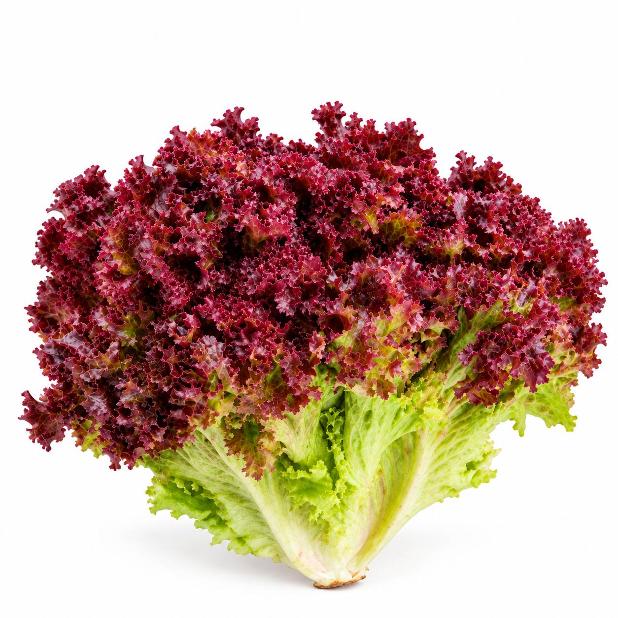 کاهوی قرمز فر (Red Curly Lettuce)
