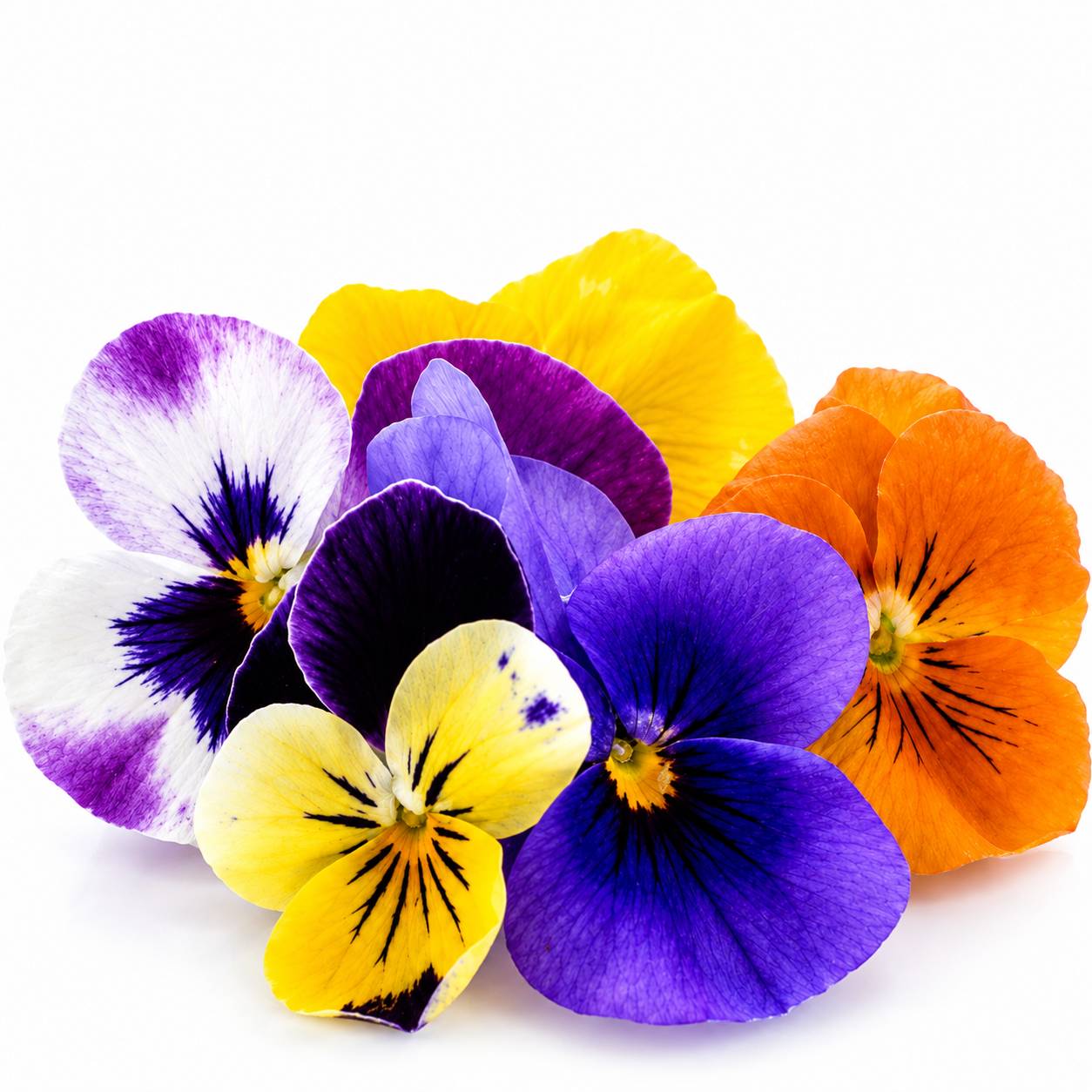 گل بنفشه (Pansy) خوراکی