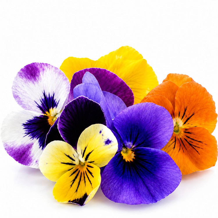 گل بنفشه (Pansy) خوراکی