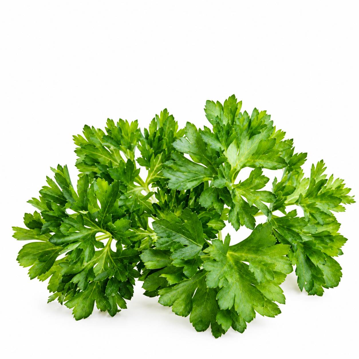 سبزی جعفری فری تازه