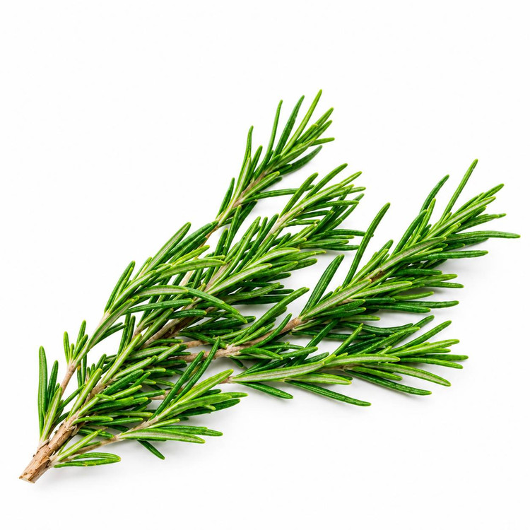 سبزی رزماری (Rosemary)